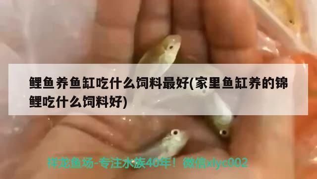 鯉魚養魚缸吃什么飼料最好(家里魚缸養的錦鯉吃什么飼料好) 鯉魚養魚缸吃什么飼料最好(家里魚缸養的錦鯉吃什么飼料好) iwish愛唯希品牌魚缸 第3張
