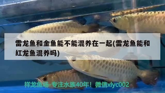 雷龍魚和紅龍魚混養可以嗎：雷龍魚和紅龍魚可以混養但需注意多種因素以確保和諧共生 雷龍魚和紅龍魚混養可以嗎：雷龍魚和紅龍魚可以混養但需注意多種因素以確保和諧共生 紅龍魚百科 第4張