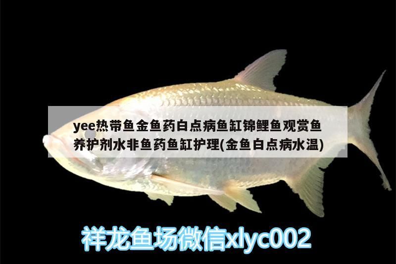 yee熱帶魚金魚藥白點病魚缸錦鯉魚觀賞魚養護劑水非魚藥魚缸護理(金魚白點病水溫)