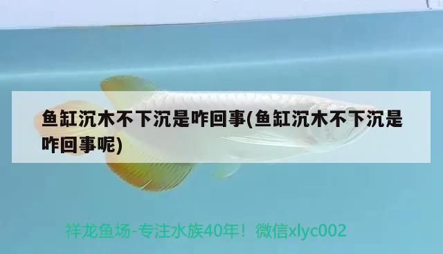 魚缸沉木不下沉是咋回事(魚缸沉木不下沉是咋回事呢) 魚缸沉木不下沉是咋回事(魚缸沉木不下沉是咋回事呢) 觀賞魚百科