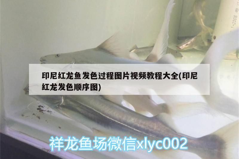 印尼紅龍魚發色過程圖片視頻教程大全(印尼紅龍發色順序圖)