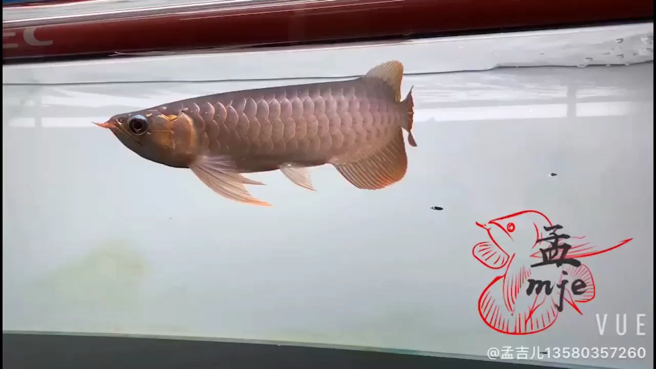 孟吉爾～色來(lái)了紅外線F1 孟吉爾～色來(lái)了紅外線F1 廣州孟吉爾 第3張