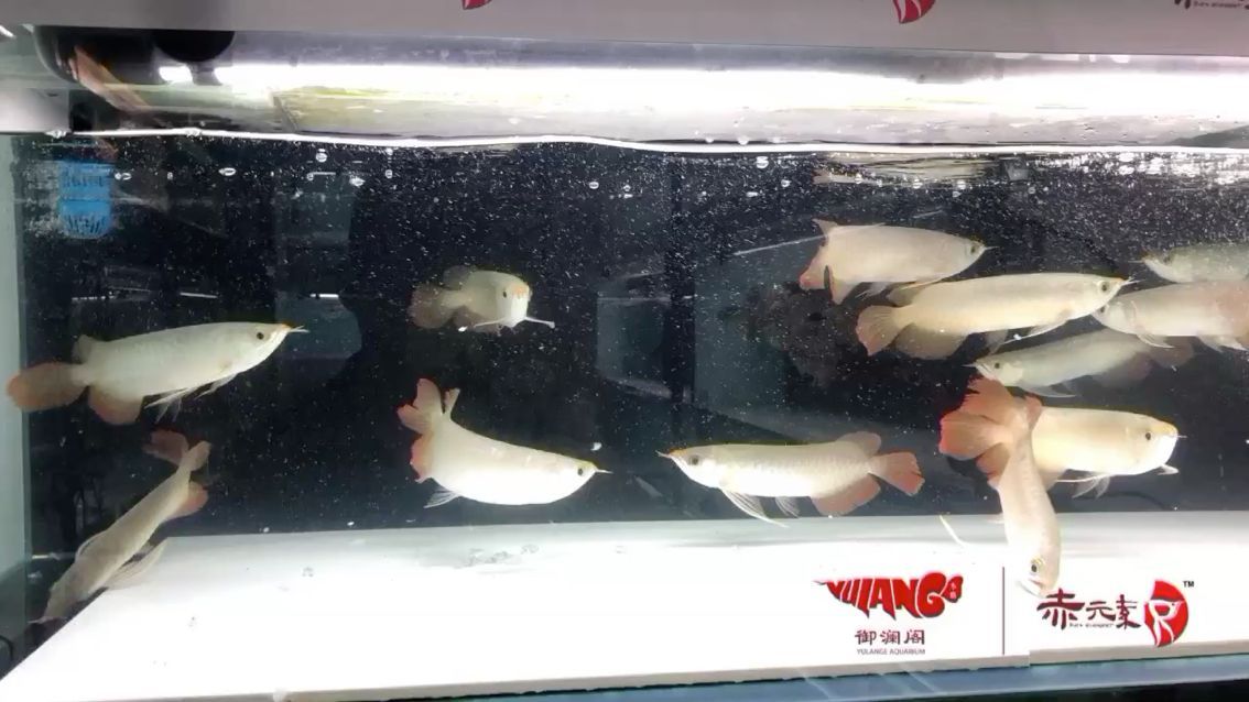 赤元素最新批次珍品已全部開口 赤元素最新批次珍品已全部開口 赤元素