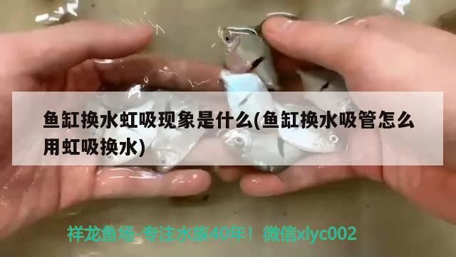哪些魚可以和水虎魚一起養的簡單介紹