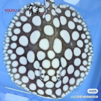 魟魚為什么亂飛的原因有哪些：魟魚為什么亂飛