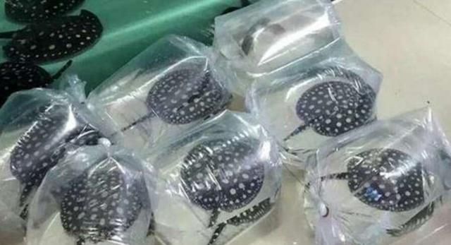 觀賞魚快遞怎么寄到國外（寄送觀賞魚到國外需要考慮哪些因素） 觀賞魚快遞怎么寄到國外（寄送觀賞魚到國外需要考慮哪些因素） 老魚匠 第1張