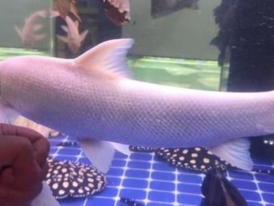 龍魚紅眼還是黑眼好看點：關于龍魚紅眼還是黑眼更好看的討論