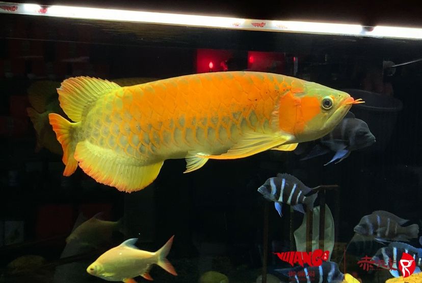 赤元素經典紅龍種魚綠巨人