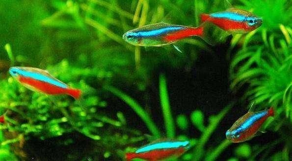 如何選擇巴卡雷龍魚混養伙伴,巴卡雷龍魚混養常見問題巴卡雷龍魚混養成功案例 虎魚百科 第2張 如何選擇巴卡雷龍魚混養伙伴,巴卡雷龍魚混養常見問題巴卡雷龍魚混養成功案例 如何選擇巴卡雷龍魚混養伙伴,巴卡雷龍魚混養常見問題巴卡雷龍魚混養成功案例 虎魚百科 第2張