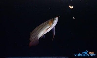 如何選擇巴卡雷龍魚混養伙伴,巴卡雷龍魚混養常見問題巴卡雷龍魚混養成功案例 虎魚百科 第3張 如何選擇巴卡雷龍魚混養伙伴,巴卡雷龍魚混養常見問題巴卡雷龍魚混養成功案例 如何選擇巴卡雷龍魚混養伙伴,巴卡雷龍魚混養常見問題巴卡雷龍魚混養成功案例 虎魚百科 第3張