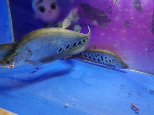 老魚匠魅影水泵說明書（老魚匠魅影水泵使用說明書）