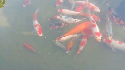 大日魚場冠軍錦鯉視頻（對不起，沒有找到匹配的搜索結果）