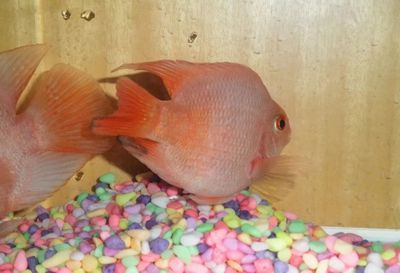 觀賞魚平平（平平魚的飼養技巧） 觀賞魚平平（平平魚的飼養技巧） 龍年龍魚 第4張