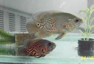 詳細(xì)閱讀:好養(yǎng)的觀賞魚種類(新手養(yǎng)護(hù)觀賞魚的起源與演變探索觀賞魚的起源與演變) 好養(yǎng)的觀賞魚種類(新手養(yǎng)護(hù)觀賞魚的起源與演變探索觀賞魚的起源與演變)