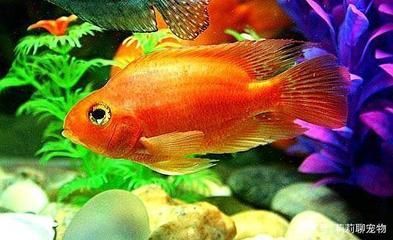 詳細(xì)閱讀:好養(yǎng)的觀賞魚種類(新手養(yǎng)護(hù)觀賞魚的起源與演變探索觀賞魚的起源與演變) 好養(yǎng)的觀賞魚種類(新手養(yǎng)護(hù)觀賞魚的起源與演變探索觀賞魚的起源與演變)