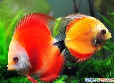 好養的觀賞魚種類（新手養護觀賞魚的起源與演變探索觀賞魚的起源與演變） 好養的觀賞魚種類（新手養護觀賞魚的起源與演變探索觀賞魚的起源與演變） 貝因美 第4張