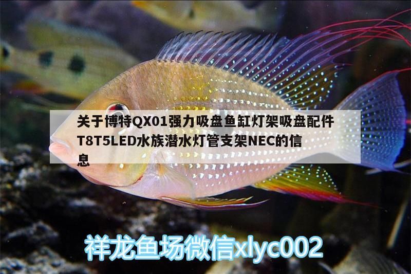關于博特QX01強力吸盤魚缸燈架吸盤配件T8T5LED水族潛水燈管支架NEC的信息