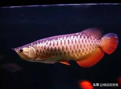 過背金龍魚用什么燈最好看呢圖片欣賞一下:如何為過背金龍魚選擇合適燈光 金龍魚百科 第2張 過背金龍魚用什么燈最好看呢圖片欣賞一下:如何為過背金龍魚選擇合適燈光 過背金龍魚用什么燈最好看呢圖片欣賞一下:如何為過背金龍魚選擇合適燈光 金龍魚百科 第2張