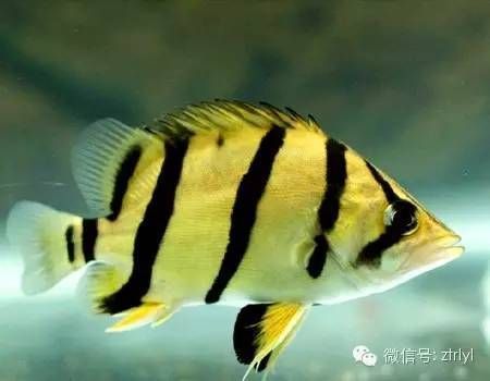 虎魚凸眼病：關于虎魚凸眼病的一些信息