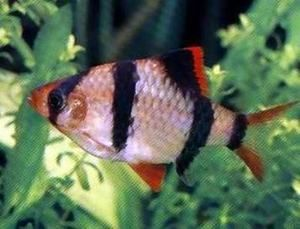奧利諾三間魚（奧利諾三間魚與皇冠三間魚的飼養技巧奧利諾三間魚的飼養技巧）
