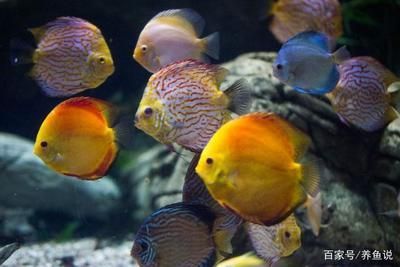 北方觀賞魚的種類(北方地區的觀賞魚種類) 仟湖 第1張 北方觀賞魚的種類(北方地區的觀賞魚種類) 北方觀賞魚的種類(北方地區的觀賞魚種類) 仟湖 第1張
