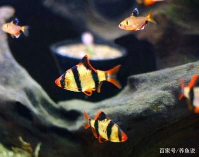 北方觀賞魚的種類(北方地區的觀賞魚種類) 仟湖 第3張 北方觀賞魚的種類(北方地區的觀賞魚種類) 北方觀賞魚的種類(北方地區的觀賞魚種類) 仟湖 第3張