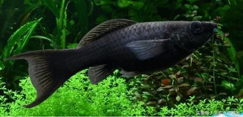 北方觀賞魚的種類(北方地區的觀賞魚種類) 仟湖 第4張 北方觀賞魚的種類(北方地區的觀賞魚種類) 北方觀賞魚的種類(北方地區的觀賞魚種類) 仟湖 第4張