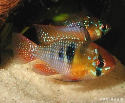 龍魚魟魚七彩混養(yǎng)視頻：龍魚魟魚七彩混養(yǎng)視頻龍魚魟魚七彩混養(yǎng)視頻