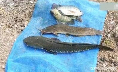 魚缸養水草注意事項和禁忌有哪些（魚缸養水草注意事項和禁忌有哪些視頻） 魚缸養水草注意事項和禁忌有哪些（魚缸養水草注意事項和禁忌有哪些視頻） yee