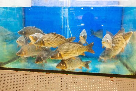 水族館文章：上海海洋水族館