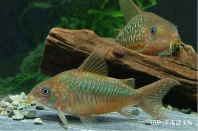 觀賞魚總是飄在上面什么原因（為什么觀賞魚總是飄在水面上）