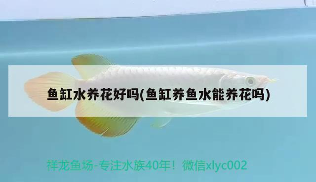 魚缸水養花好嗎(魚缸養魚水能養花嗎)