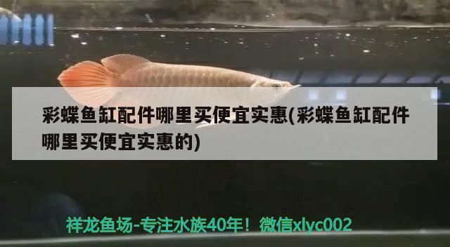 大湖紅龍增值的品種正紅發色大湖龍魚代購條條頂級品質 大湖紅龍增值的品種正紅發色大湖龍魚代購條條頂級品質 大湖紅龍魚百科 第2張