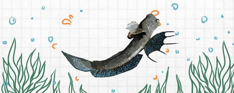 彈涂魚是淡水魚還是咸水魚可以用淡水養嗎