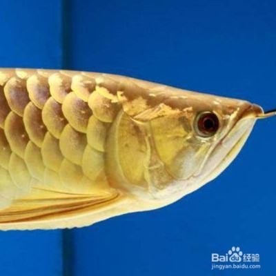 金龍魚不吃食的原因及解決方法vs祥龍魚場：金龍魚不吃食的原因及其解決方案 金龍魚不吃食的原因及解決方法vs祥龍魚場：金龍魚不吃食的原因及其解決方案 vs祥龍魚場 第1張