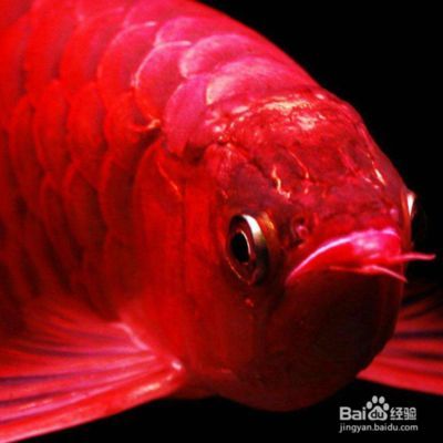 金龍魚不吃食的原因及解決方法vs祥龍魚場：金龍魚不吃食的原因及其解決方案 金龍魚不吃食的原因及解決方法vs祥龍魚場：金龍魚不吃食的原因及其解決方案 vs祥龍魚場 第3張