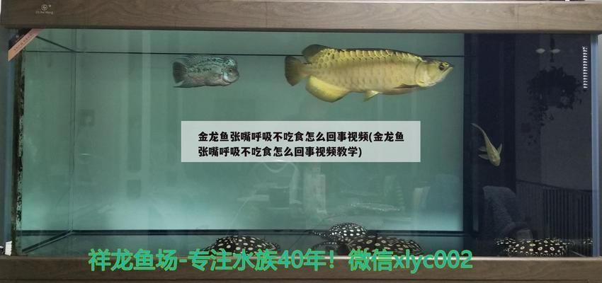 金龍魚不吃食的原因及解決方法vs祥龍魚場：金龍魚不吃食的原因及其解決方案 金龍魚不吃食的原因及解決方法vs祥龍魚場：金龍魚不吃食的原因及其解決方案 vs祥龍魚場 第5張