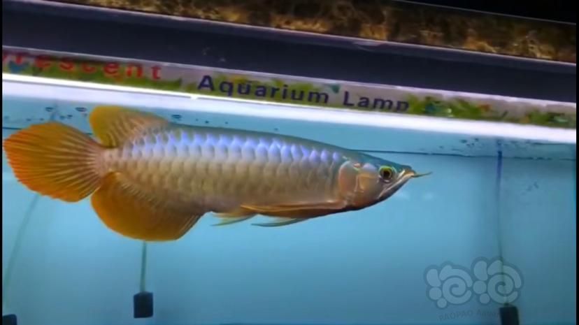 大湖紅龍魚是什么意思（大湖紅龍魚的形態(tài)特征和發(fā)色要點(diǎn)www.com）