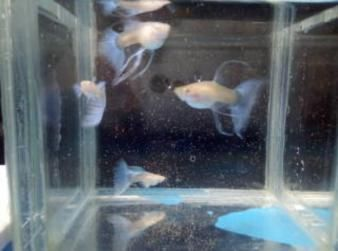 高端觀賞魚繁殖（關于高端觀賞魚繁殖的技巧和注意事項）