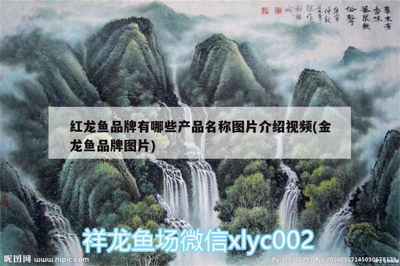泰安魚(yú)缸批發(fā)市場(chǎng)在哪里有賣(mài)（泰安觀賞魚(yú)批發(fā)市場(chǎng)）
