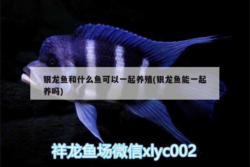 銀龍魚和什么魚可以一起養殖(銀龍魚能一起養嗎)