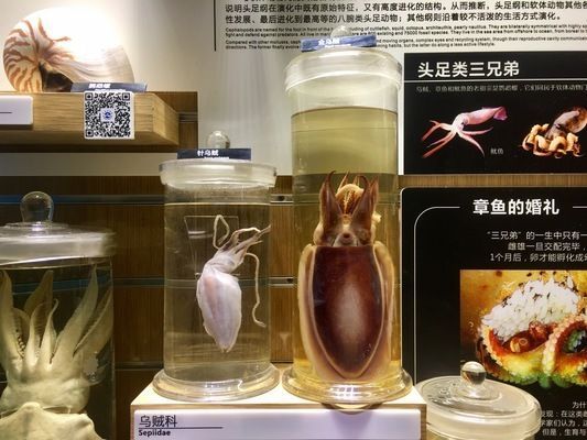 水族館招牌內容（關于水族館招牌設計）
