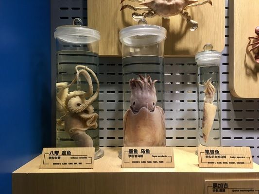 水族館招牌內容（關于水族館招牌設計）