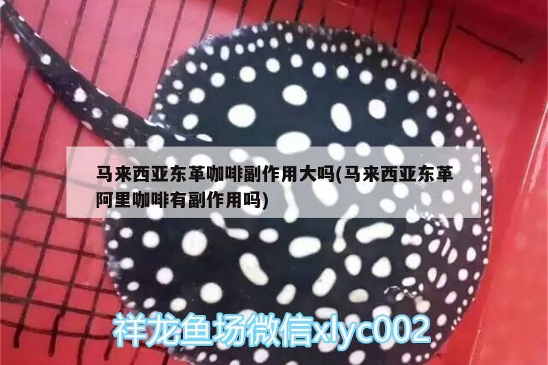 馬來西亞東革咖啡副作用大嗎(馬來西亞東革阿里咖啡有副作用嗎)