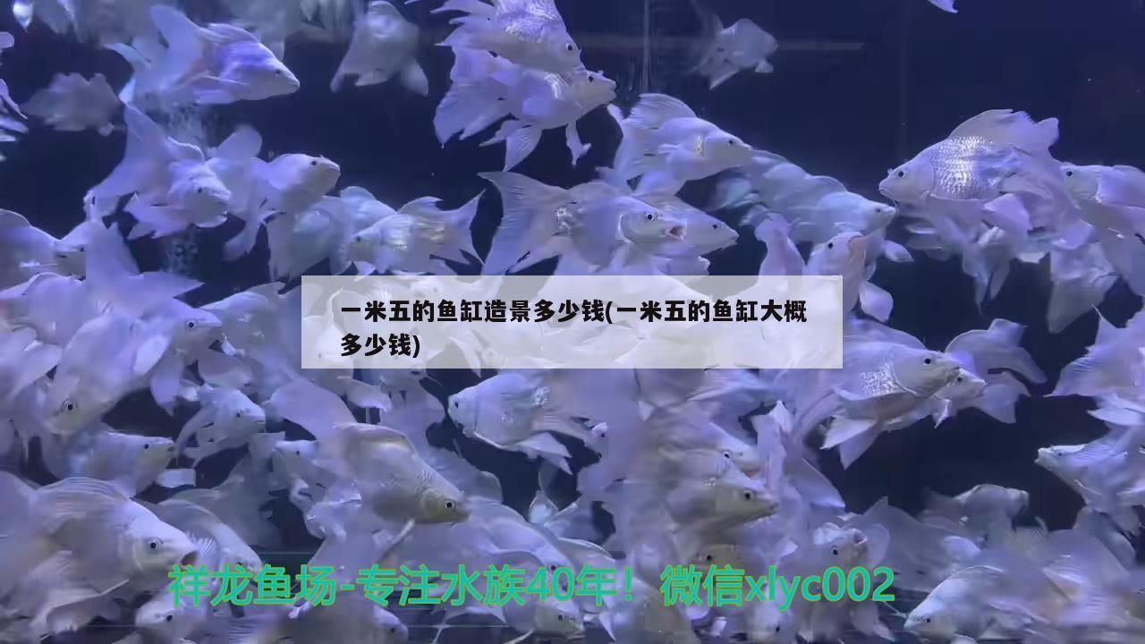 廊坊市廣陽區解放道鑫波觀賞魚店