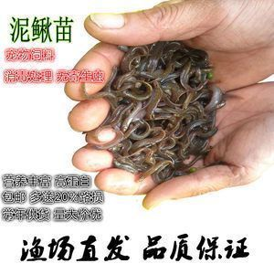 金老虎魚飼料選擇指南，金老虎魚人工飼料品牌推薦,金老虎魚飼料營養(yǎng)成分表