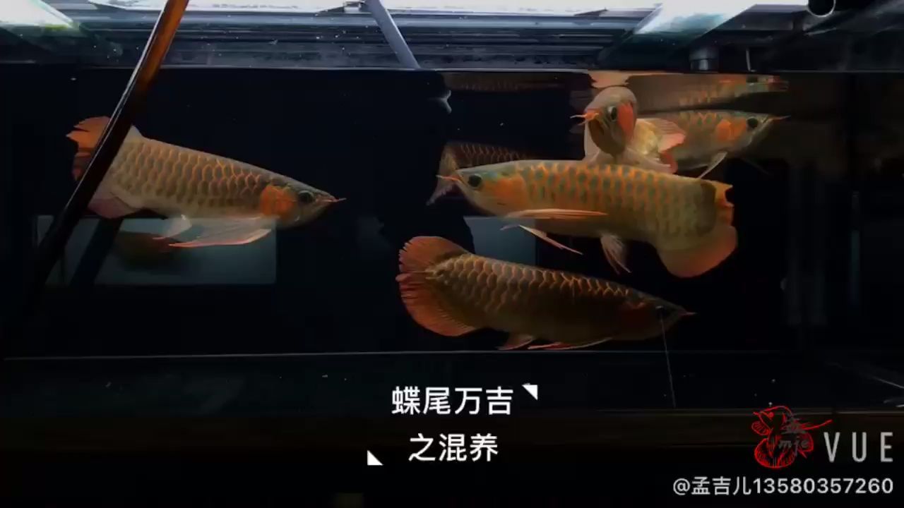 柳州水族館孟吉爾廣州孟吉爾持魚(yú) 柳州水族館孟吉爾廣州孟吉爾持魚(yú) 廣州孟吉爾 第2張