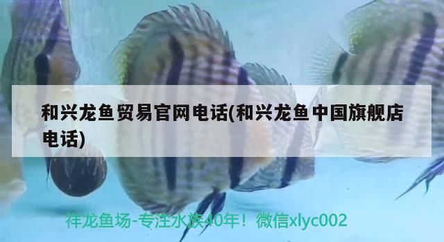 和興龍魚貿易官網電話(和興龍魚中國旗艦店電話)