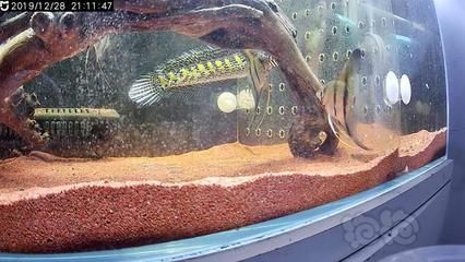 雷龍魚用馬印如何：雷龍魚使用馬印燈效果分析雷龍魚使用馬印燈的效果