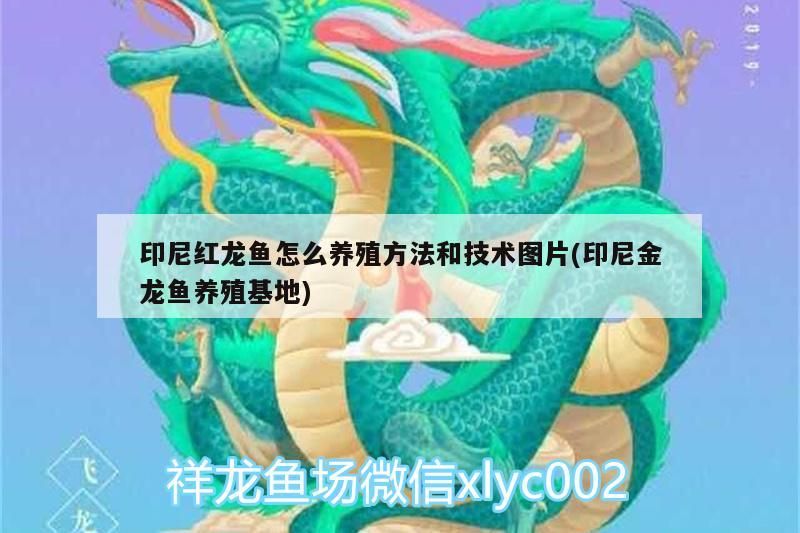 印尼紅龍魚怎么養殖方法和技術圖片(印尼金龍魚養殖基地)